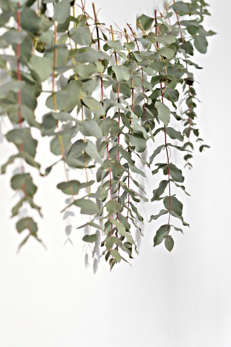 A quick (and easy) DIY eucalyptus garland Eucalyptus Crafts, Diy Eucalyptus Garland, Alicia Taylor, Eucalyptus Diy, Diy Eucalyptus, Garland Backdrops, Fresh Eucalyptus, Minimal Christmas, Eucalyptus Garland