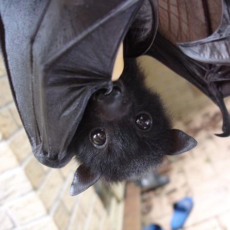 I want a pet bat so freakin' bad! Fruit Bats, Cute Bats, Bats Flying, Flying Fox, Baby Bats, Cute Bat, Black Bat, Beautiful Animals, Adorable Animals