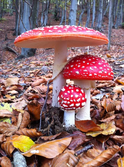 Mushroom Images, Mushroom Plant, Mushroom Pictures, Mushroom Crafts, Amanita Muscaria, Plant Fungus, Magic Mushroom, Mushroom Fungi, Mushroom Design