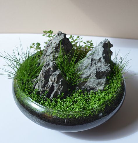 Wabi Kusa | Ivan Lugovic | Flickr Tre Kunst, Wabi Kusa, Taman Air, String Garden, Tanaman Indoor, Beautiful Terrariums, Moss Plant, Plantas Bonsai, Dish Garden