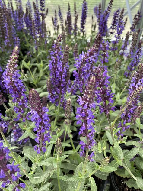 Arrives by Thu, Jun 15 Buy Lyrical™ Blues Meadow Sage - Salvia - Gallon Pot at Walmart.com Meadow Sage, Attracting Bees, Late Summer, Early Spring, Blue Flowers, Garden Plants, Plants, Flowers, Blue