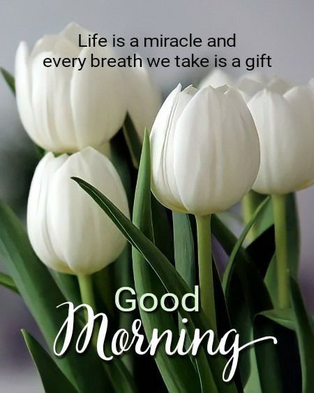 Good Morning My Life, Beautiful Morning Images, Sunday Morning Wishes, Inspirational Quotes On Life, Beautiful Good Morning Images, Beautiful Good Morning, Happy Morning Quotes, Good Morning Beautiful Flowers, Good Morning Flowers Pictures