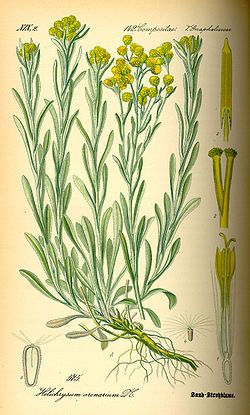 Helichrysum Italicum, Missouri Botanical Garden, Wild Food, Plant Illustration, Medicinal Herbs, Botanical Drawings, Perennial Plants, Garden Center, Botany