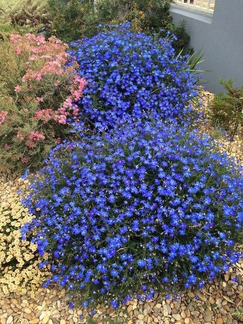 Bell Shaped Flowers, Seed Raising, Wildflower Photo, Australian Wildflowers, Play Garden, Seed Starting Mix, Perennial Vegetables, Front Garden Design, Australian Native Plants