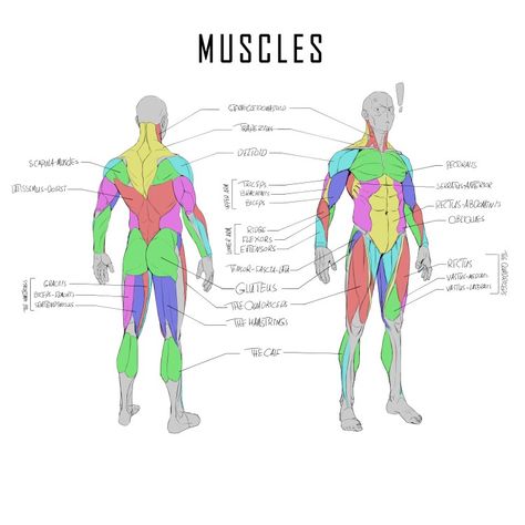 Anatomy, muscles, bone, Bones, skeleton, muscle, anatomy drawing, anatomy study, leg muscles, arm muscles , calf, rectus femoris, abdominis, sketch, drawing, character design, character concept, concept art, stylized anatomy Anatomy Muscles Study, Human Anatomy Art Reference, Arm Muscles Anatomy, Muscle Drawing Reference, Muscle Study, Muscle Arm, Muscle Diagram, How To Draw Muscles, Arm Anatomy