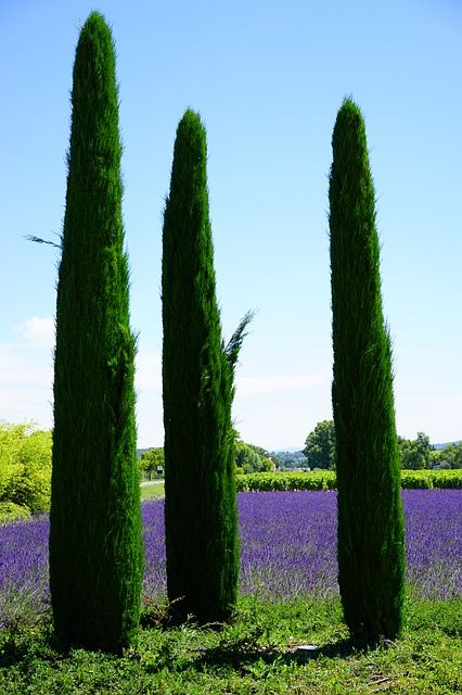 Free Image on Pixabay - Cypress, Lavender Field, Lavender Fences Alternative, Italian Cypress Trees, Maidenhair Tree, Fast Growing Hedge, Italian Cypress, Fast Growing Evergreens, Betula Pendula, Cupressus Sempervirens, Backyard Privacy