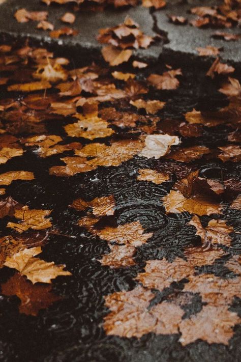 Herbst Bucket List, Fall Mood Board, Autumn Rain, Tapeta Pro Iphone, Fall Feels, Best Seasons, Fall Pictures, Autumn Cozy, Alam Semula Jadi