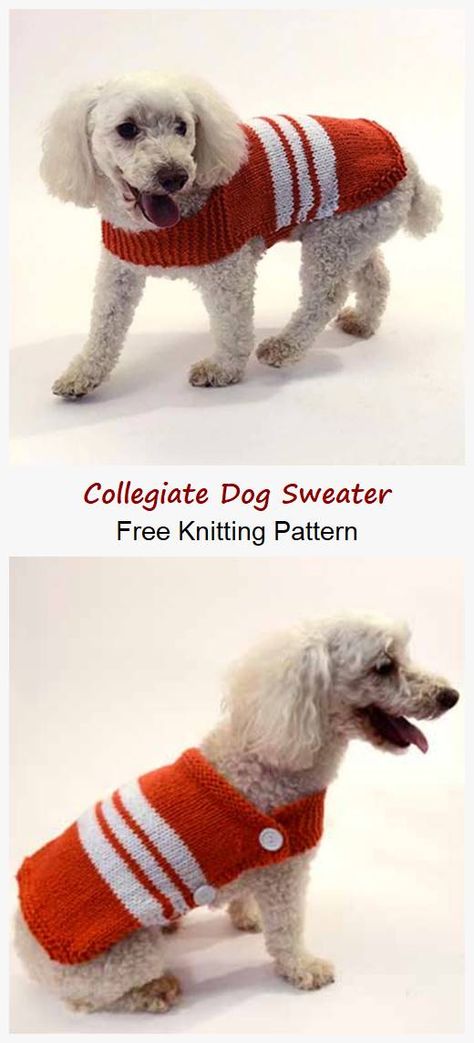 You can download Collegiate Dog Sweater Free Knitting Pattern for free Dog Jumper Knitting Pattern, Knitting Patterns For Dogs, Sweater Free Knitting Pattern, Dog Jacket Patterns, Knitted Dog Sweater Pattern, Knitting Patterns Free Dog, Large Dog Sweaters, Fall Knitting Patterns, Dog Coat Pattern