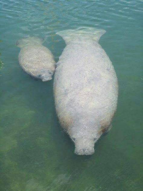 Mama and baby manatee! Barbara Manatee, Baby Manatee, Sea Cow, Power Animal, Mama And Baby, Manatees, Dog Lady, Water Life, Pretty Animals