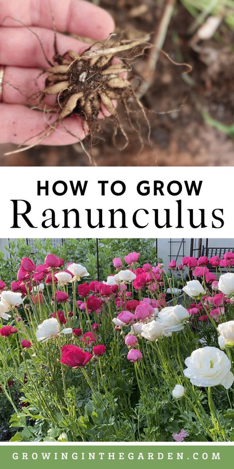 Growing Ranunculus, Grow Ranunculus, Ranunculus Garden, Cut Flower Farm, Garden Tattoo, Ranunculus Flowers, Aesthetic Garden, Garden Wallpaper, Flower Farmer