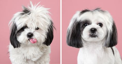 Japanese Dog Grooming, Spring Haircuts, Dog Grooming Tips, Dog Haircuts, Japanese Dogs, Dog Cuts, Asian Fusion, Photo Proof, Photo Series