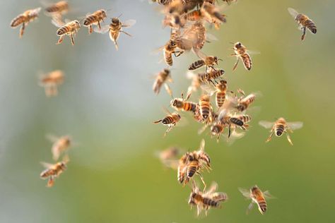 Swarm Of Bees, Strange Dreams, Thunderstorm Clouds, Weather Storm, Electric Charge, California Parks, Bee Swarm, University Of Maine, Dust Storm