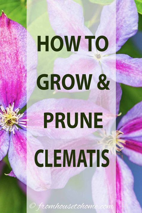 Learn how to prune, grow and care for Clematis vines to get those big purple, blue and pink blooms in your garden. This guide includes lots of pictures and a list of the best varieties to grow for your garden design. Pruning Clematis, Perennial Flowering Vines, Clematis Care, Clematis Varieties, Rustic Birdhouses, Autumn Clematis, Clematis Plants, Birdhouses Rustic, Climbing Flowers