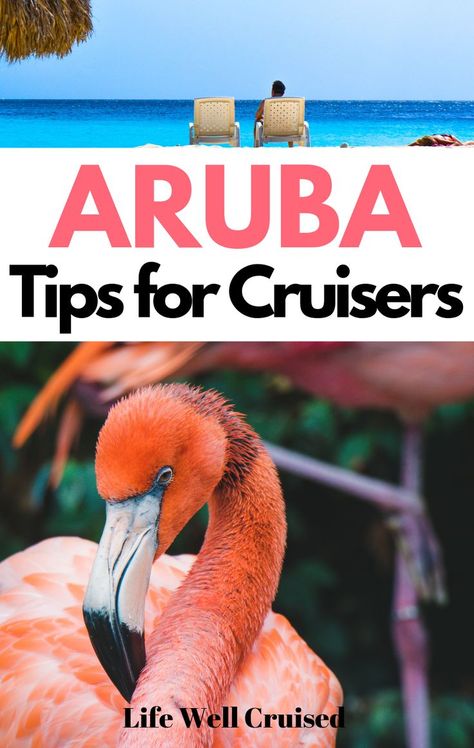 Aruba Cruise Excursions, What To Do In Aruba, Aruba Excursions, Tips For Cruises, Aruba Cruise Port, Aruba Cruise, Panama Cruise, Cruise Trips, Abc Islands