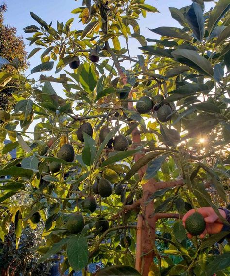 Avocado Plant Aesthetic, Forager Aesthetic, Encanto Aesthetic, Hawaii Farm, Avocado Growing, Fruit Farming, Avocado Varieties, Vinegar Cleaning Spray, Avocado Farm