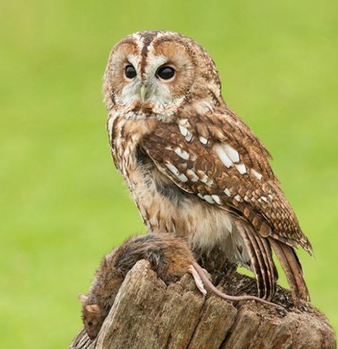 Tawny Owl Aesthetic, The Birds Of Prey, Orion Black, Owl Species, Owl Wings, Wood Pigeon, Woodland Wall Art, Tawny Owl, Barred Owl