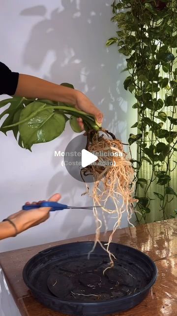 Mohona on Instagram: "monstera plant 🌱 repotting #reels #monstera #plant #tree #nature #repotting" Monstera Plant Aesthetic, Plant Repotting, Plant Tree, Plant Aesthetic, Monstera Plant, Plants, On Instagram, Quick Saves, Instagram