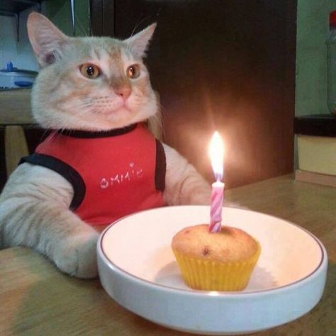 Happy birthday to me, happy birthday to me.... Ig Captions, Birthday Meme, Cat Birthday, 귀여운 동물, Crazy Cats, Cat Pics, Cool Cats, Cat Memes, A Cat