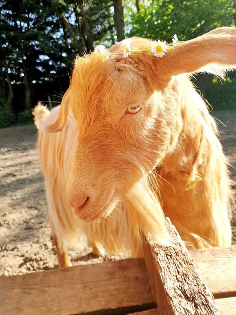 Golden goat Golden Goat, Yellow Eyes, Autumn Aesthetic, Golden Color, Goats, Yellow, Animals, Color