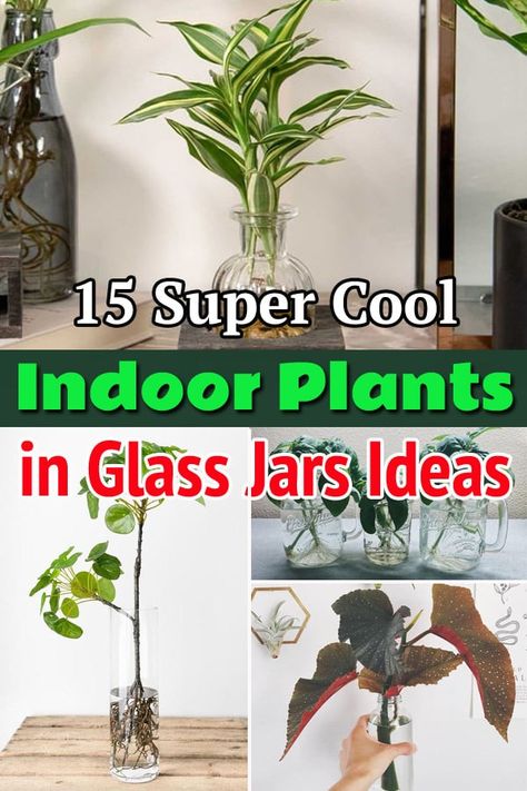 Plants In Clear Vase, Clear Glass Planter Ideas, Plants In Glass Jars Water, Glass Vase Plant Ideas, Grow Plants In Water Jars, Plants In Glass Vases, Plants In Water Jars, Plants In Glass Bottles, Plants In Glass Containers