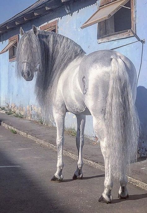 Silver stallion Ahal Teke, Akhal Teke Horses, Rare Horses, Cute Horse Pictures, Horse Mane, Matter Of Time, Andalusian Horse, Horse Aesthetic, Most Beautiful Horses