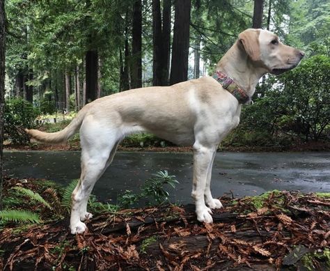 Fit Labrador Retriever, Field Labrador Retriever, Working Labrador Retriever, Fit Labrador, Working Labrador, American Labrador Retriever, American Labrador, 7 Horses, Fit Dogs