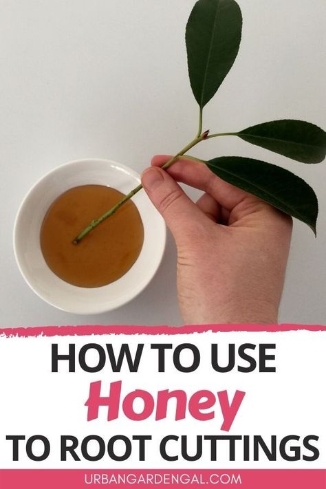 Propagating plants using honey can help to increase your propagation success. Here's how to use honey as a natural rooting hormone alternative. #propagation #plants Root Growth Plants, Rooting Hormone Diy, Propagation Plants, Garden Bushes, Rooting Plants, Interior Gardens, Plant Patio, Homestead Diy, Propagate Plants