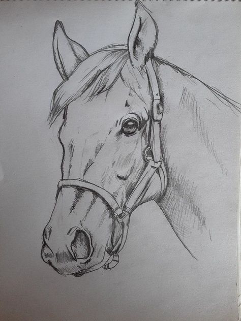 Horse Pictures To Draw, Sketches Of Animals Easy, Drawings Of Horses Sketches Easy, Pencil Drawings Of Animals Easy, Animal Drawings Horse, Drawing Horses Sketches, Horse Art Drawing Sketches, Horse Face Sketch, Drawing Ideas Horse