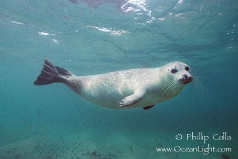 Harbor Seal- Image for Painting A Seal, Sea Lion, In The Ocean, Painting Ideas, The Ocean, Lion, Canvas Painting, Swimming, Canvas