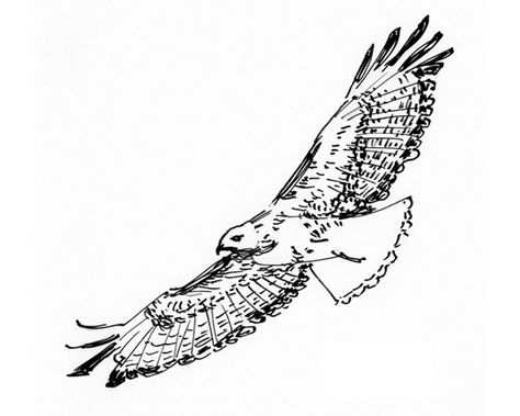 Eagle Ink Drawing, Bird Of Prey Tattoo, Hawk In Flight, Tiny Tattoos With Meaning, Falcon Tattoo, Simple Tats, Hawk Tattoo, Forarm Tattoos, Eagle Tattoos