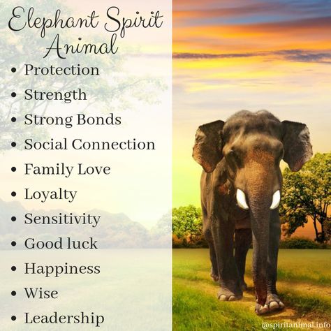 What is the meaning of the Elephant? This animal totem is primarily associated with luck, our self-knowledge, family life, nurturing others and ourselves and tapping into the divine feminine wisdom. Meaning Of Elephant Tattoo, Elephant Spiritual Meaning, Elephant Symbolism Meaning, Elephant Quotes Inspirational, Elephant Spirit Animal, Animal Totem Spirit Guides, Elephant Quotes, Spirit Animal Meaning, Elephant Facts