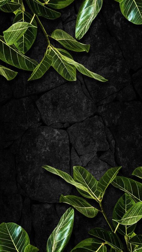 Leaves Wallpaper Iphone, Iphone Wallpaper Lights, Handy Wallpaper, Nature Iphone Wallpaper, Stock Wallpaper, Plant Wallpaper, Free Iphone Wallpaper, Art Gallery Wallpaper, Skull Wallpaper