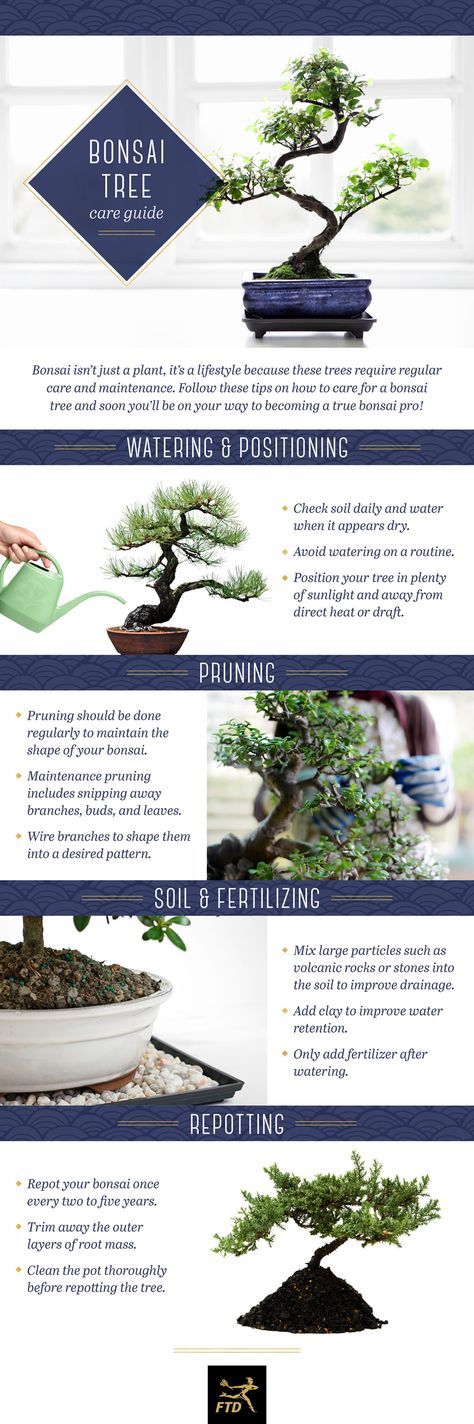 Bonsai Pots Ideas, Tree Meanings, Bonsai Kit, Fancy Garden, Bonsai Making, Gardening Tricks, Garden Bonsai, Pre Bonsai, Bonsai Care