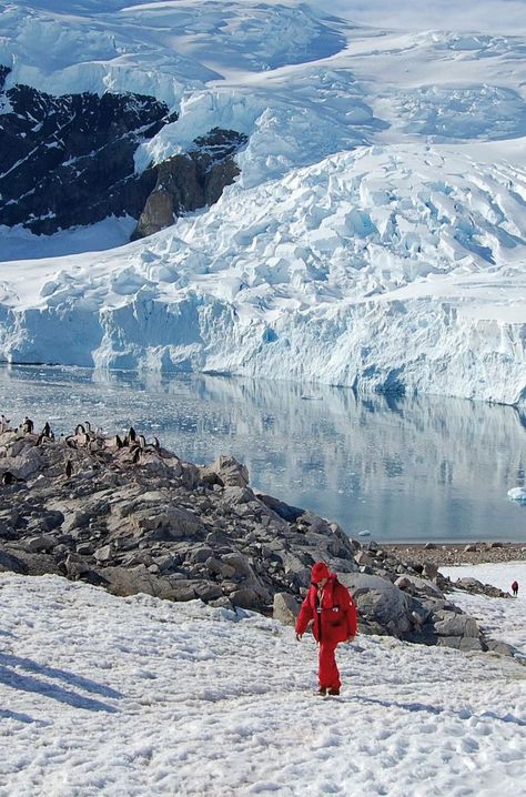 Read about what it's like to take a luxury cruise to #Antarctica, and why NOW is the best time to go. Click pin through to post. Photo: ©️️️️ Isabelle Vareille for Ponant. Antarctica Trip, Canon R7, Navigator Of The Seas, Best Cruise Ships, Disney Cruise Ships, Globe Travel, Post Photo, Travel Plan, Princess Cruises