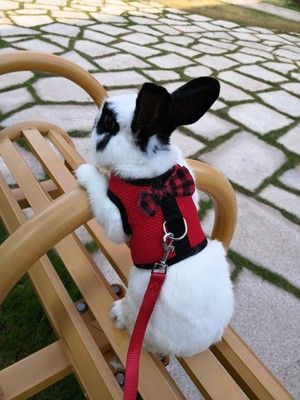 Crochet Rabbit Harness, Accessories For Bunnies, Bunny Harness Diy, Bunny On Leash, Bunny On A Leash, Rabbit Accessories Pet, Rabbit Leash, Bunny Outside, Bunny Leash