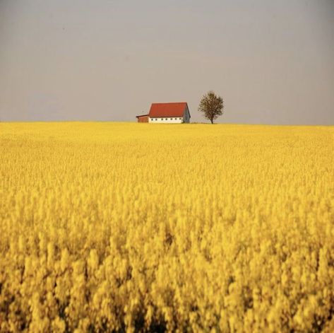 Scenery Pictures, Landscape Photography Nature, Beautiful Places In The World, Alam Yang Indah, Mellow Yellow, Landscape Photos, Most Beautiful Places, Nature Pictures, Abstract Landscape