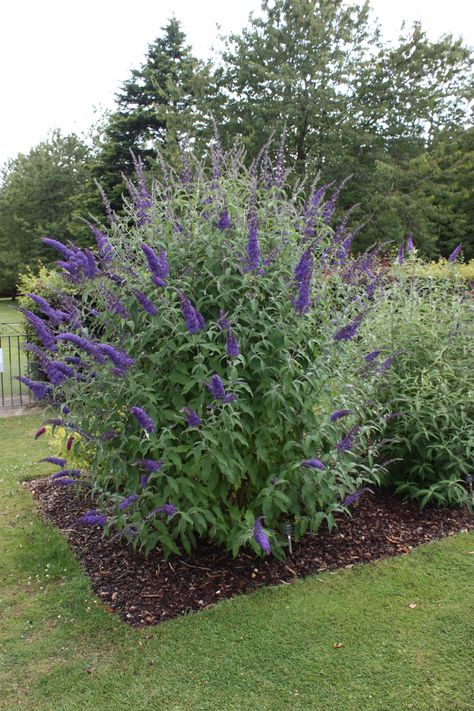 Blue Horizon - Buddleja Collection Buddleja Davidii, Bee Friendly Garden, Garden Nook, Garden Decor Projects, Foundation Planting, Beautiful Flowers Garden, Flowering Shrubs, Leaf Coloring, In Full Bloom