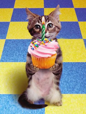 Happy Birthday Cat, Birthday Greetings Funny, Gatto Carino, Birthday Wishes Messages, Birthday Wishes Funny, Happy Birthday Funny, Happy Birthday Pictures, Birthday Quotes Funny, Funny Happy Birthday