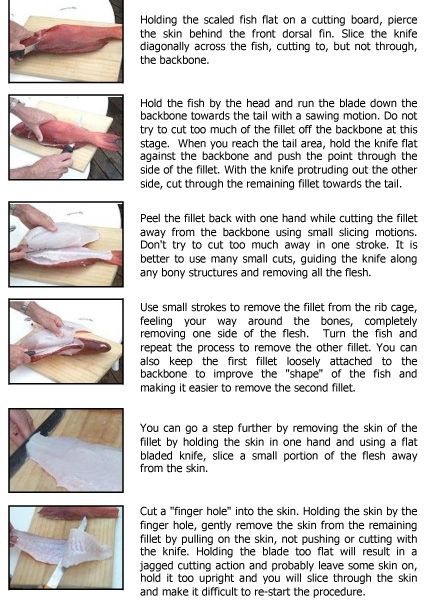 Filleting a fish can be a daunting task for some of us.  With just a little practice using this step by step guide , you will have perfect fillets for the pan in no time at all. Enjoy, Mandy How to… How To Fillet A Fish Step By Step, How To Fillet A Fish, Survival Binder, Cooking Fish, Cleaning Fish, How To Cook Fish, Buy Fish, Fish And Meat, Wild Game