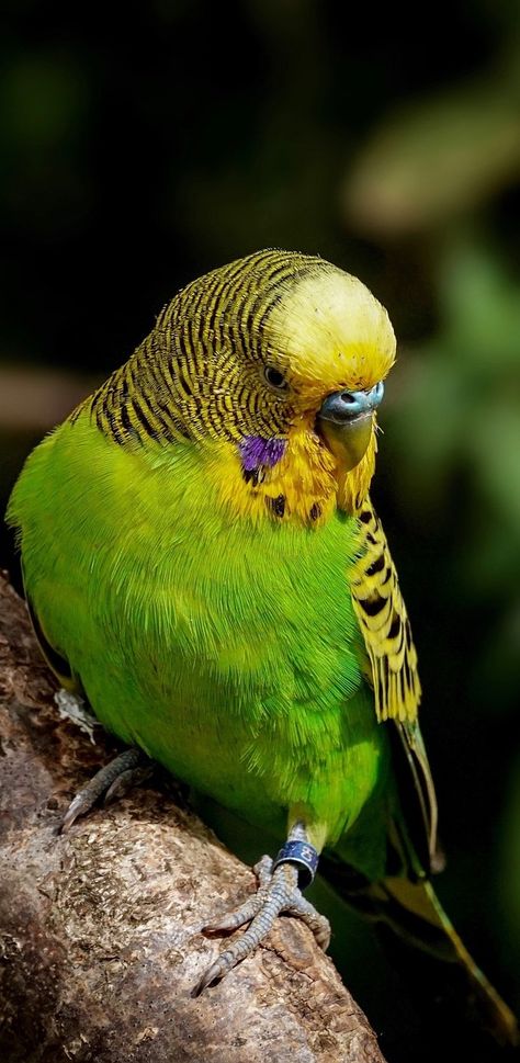 Parakeet Art, Budgerigar Bird, Australian Parrots, Budgies Bird, Fallow Deer, Most Beautiful Birds, Australian Birds, Australian Animals, Tropical Birds