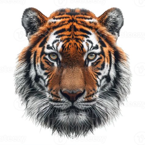 Tiger Front Face, Tiger Front View, Half Tiger Face, Tiger Png, Tiger Face, Tree Saw, Wedding People, Tiger Head, Heart Tree