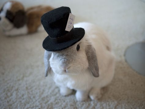 aww Daily Bunny, Mad Hatter Hat, House Rabbit, Pet Bunny, Baby Bunnies, Family Pet, Mad Hatter, Top Hat, Animals Friends