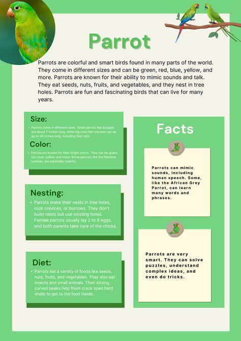 Meet the Colorful and Clever Parrot! 🦜✨ Discover fun facts about these amazing birds, from their bright feathers to their ability to mimic sounds #ParrotFacts #ColorfulBirds #BirdLovers #AnimalFacts #KidsEducation #WildlifeWonder #SmartBirds #NatureLovers #BirdWatching #LearnWithFun #KidsLearning #ParrotLovers Parrot Facts, Bird Facts, Marine Biologist, Pet Bird, Animal Facts, Colorful Birds, Bird Lovers, Kids Education, Bird Watching