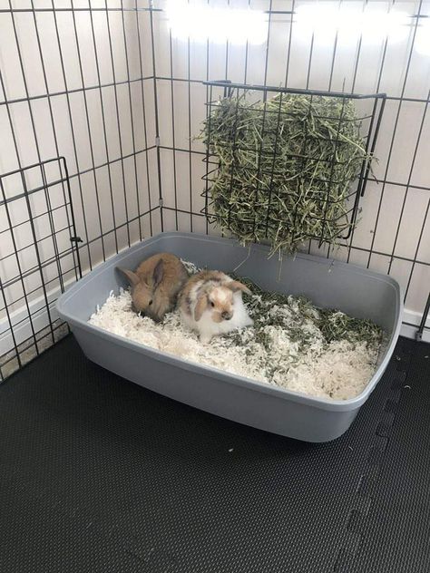 Bunny Food Storage, Holland Lop Bunnies Care, Cute Bunny Cage Ideas, Holland Lop Rabbit, Holland Lop Bunny, Indoor Rabbit Cage, Lop Bunnies, Holland Lop Bunnies, Bunny Cage