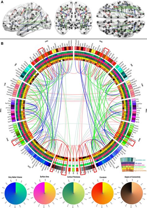 Research Reveals White Matter ‘Scaffold’ of Human Brain Dna Tree, Dna Project, Dna Testing, White Matter, Brain Facts, Brain Connections, The Human Brain, Communication Networks, Human Brain