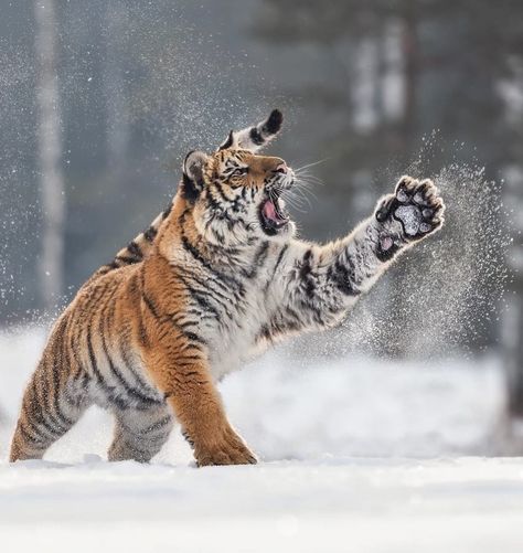 beautiful-wildlife: “Singing in the snow by © inawolfisblickwinkel ” Tiger Pictures, Siberian Tiger, Close Up Portraits, Winter Animals, Endangered Animals, Baby Animals Funny, A Tiger, Large Cats, Wildlife Animals