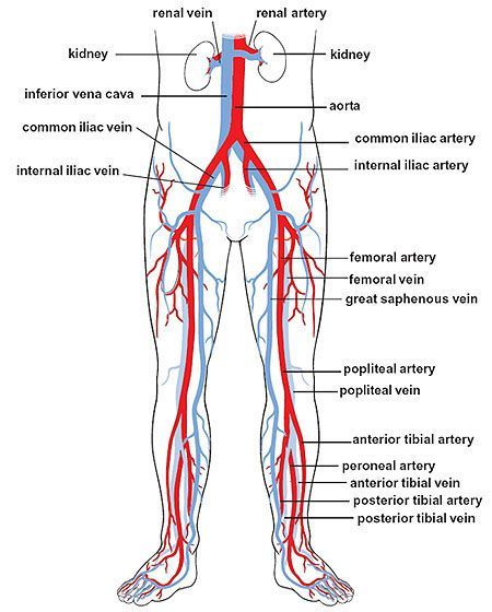 circulation in the legs Blood Vessels Anatomy, Arteries Anatomy, Vascular Ultrasound, Diagnostic Medical Sonography, Arteries And Veins, Lower Limb, Human Anatomy And Physiology, Medical Anatomy, Medical Coding