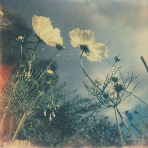 by Sara Robinson Le Vent Se Leve, Seni Vintage, Spotify Covers, Film Aesthetic, Nature Aesthetic, Photography Inspo, Grafik Design, Pretty Flowers, Pretty Pictures