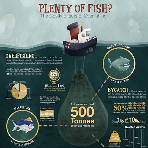 1/2 Finished infographic about the dangers of overfishing #graphicdesign #art #illustration #infographic #design #digitalillustration #ocean #overfishing #fish Overfishing Infographic, Overfishing Illustration, Overfishing Art, Overfishing Poster, Impact Infographic, Infographic Posters, Ocean Zones, Info Poster, Illustration Infographic