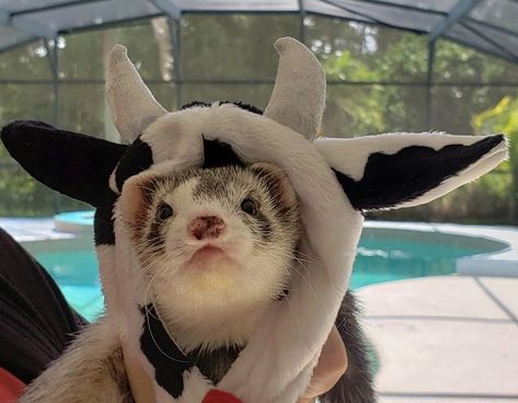 Ferret with cow hat pfp Ferrets Cute, A Ferret, Cute Ferrets, Little Animals, Animals Cute, Cute Wild Animals, Wild Animals, Cute Little Animals, Ferret